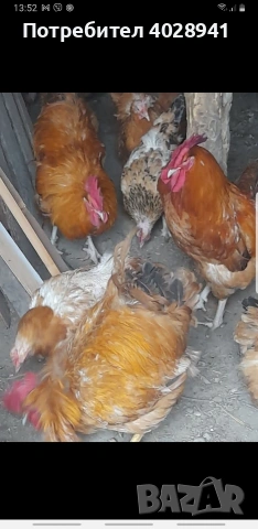 петли различни породи 