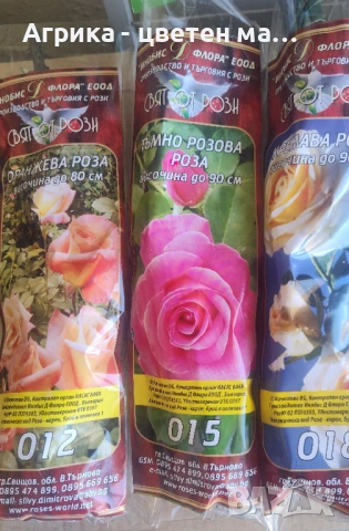 РОЗИ корени НОВО ЗАРЕЖДАНЕ от лицензиран разсадник , снимка 9 - Градински цветя и растения - 42675882