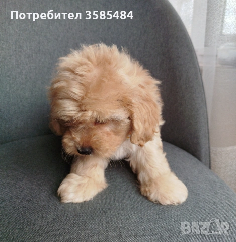 Shih poo/Mini poodle , снимка 10 - Пудели - 54096771