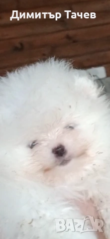 Мъжки померан 