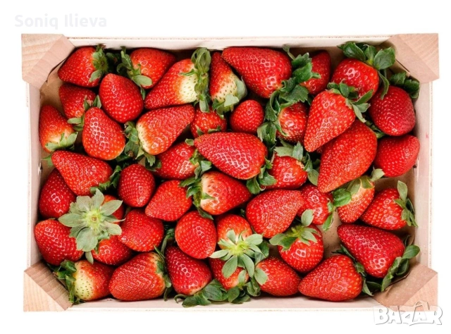 продавам разсад ягоди и малини , снимка 16 - Разсади - 53905722