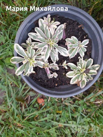 Различни видове градински растения, снимка 7 - Градински цветя и растения - 52291455