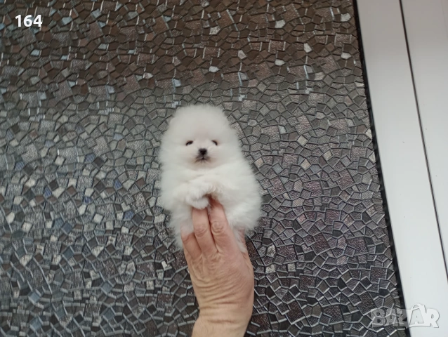 Бели миниатюрни минита. Померани. Реални снимки ! Миниатюрни !!!