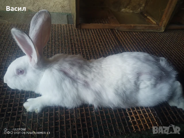 Зайци домашни , снимка 3 - Други животни - 51395663