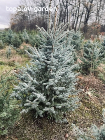 Сребрист Смърч , снимка 6 - Градински цветя и растения - 52665193