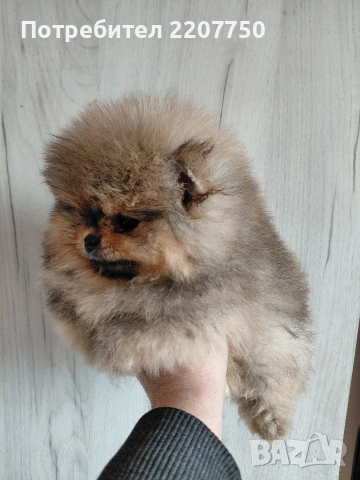 продавам померан 