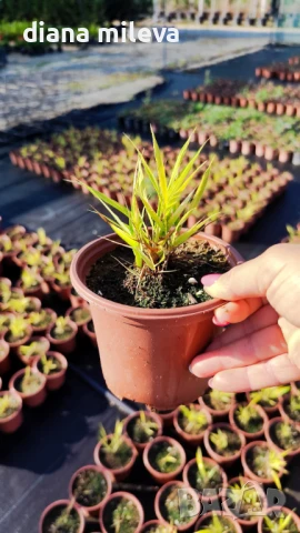  Хаконехлоа, Японска плачеща трева, Hakonechloa macra ALL GOLD, снимка 14 - Градински цветя и растения - 43401522