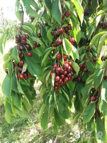 Продава се овощна градина, снимка 2 - Земеделска земя - 52111055