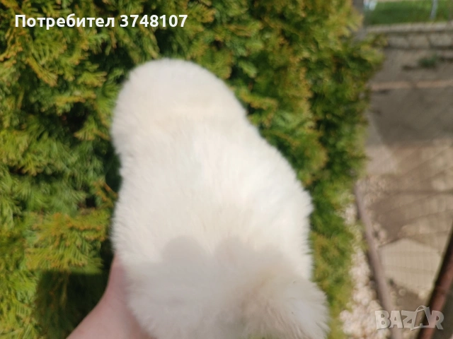 Померан/Померани , снимка 14 - Померан - 53999282