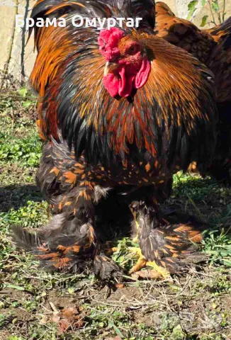 Продавам разплодни яйца от Златно кантирана Брама/Gold Laced Brahma