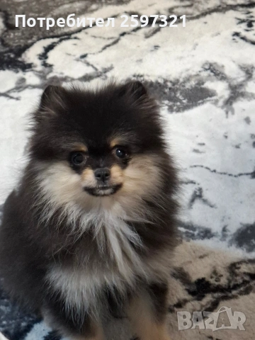 ПОМЕРАН , снимка 7 - Померан - 53181573