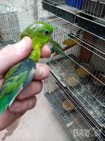 Продавам млади Аймари , снимка 2 - Папагали - 51954089