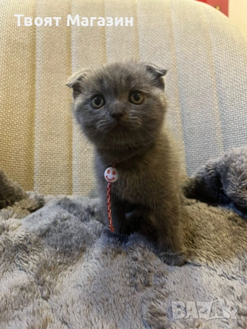 Сиво британско-шотландско момиче – социализирано и игриво