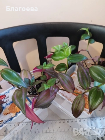 Традесканция 3 бр за 4 €, снимка 5 - Стайни растения - 52027182