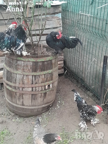 продавам 2 бр.млади декоративни петли