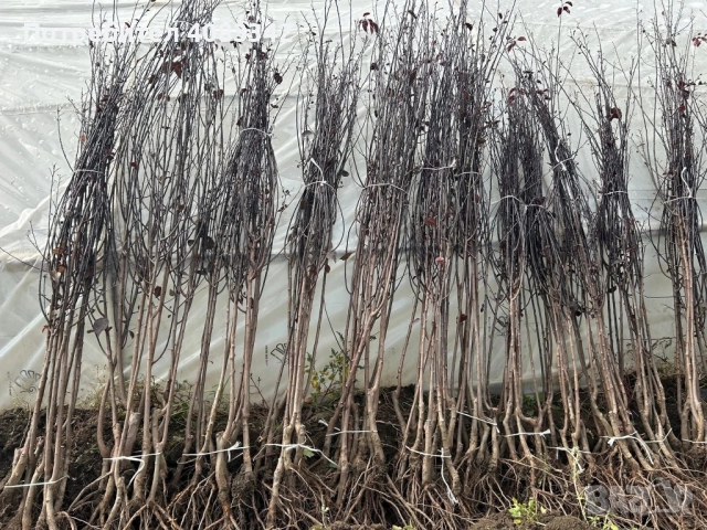 Червенолистна Слива , снимка 3 - Градински цветя и растения - 52127602