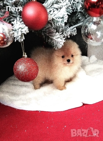 продавам померанчета, снимка 8 - Померан - 52908550