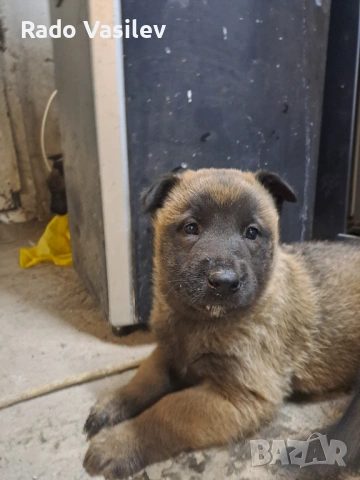 Малиноа си търсят нов дом, снимка 7 - Други животни - 54240140