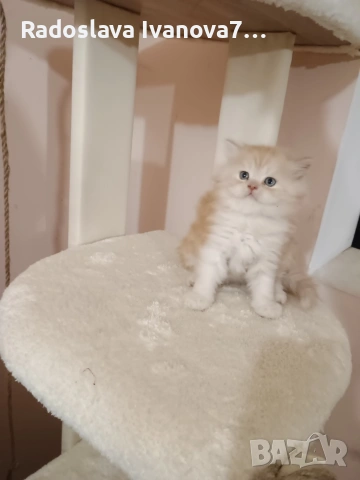 Персийски котенца , снимка 4 - Персийска - 53660827