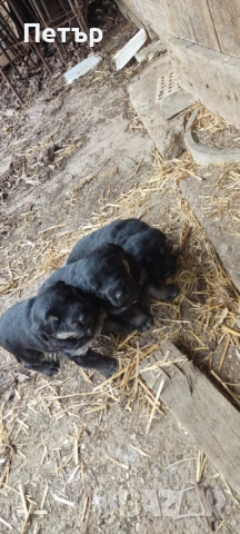 Подарявам кученца, снимка 3 - Немска овчарка - 54045773