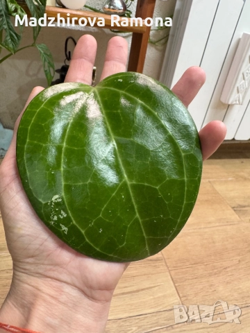 Hoya Sarawak , снимка 2 - Стайни растения - 52644172