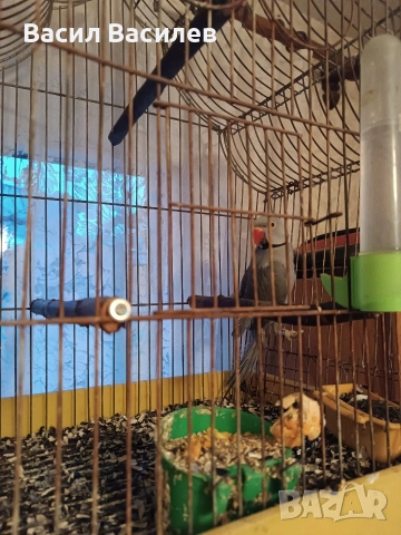 Продавам малък Александър , снимка 6 - Папагали - 53890017