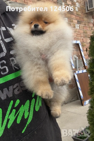 Померан мини померанче , снимка 2 - Померан - 53973290