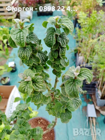 Дрян Компреса (Cornus sanguinea Compressa), снимка 7 - Градински цветя и растения - 42215028