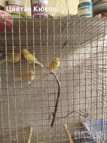 продавам канарчета възможна доставка до София или Монтана , снимка 3 - Канари - 51032701
