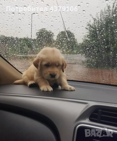 Голдън ретривър момче родословна майка, снимка 3 - Голдън ретривър - 52895399