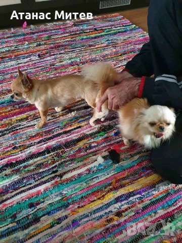 Продавам мъжко мини чихуахуа, снимка 5 - Чихуахуа - 52121822