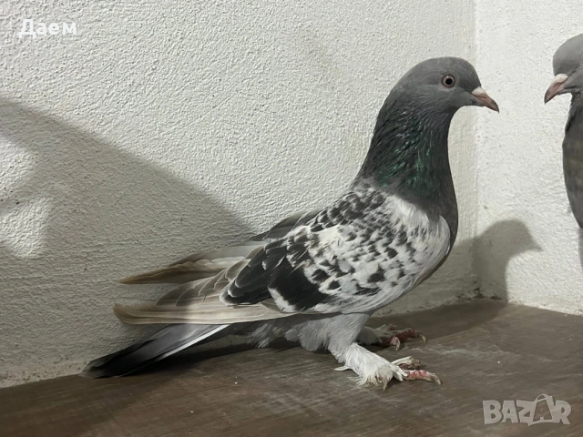 Мардини Турски за Игра ! , снимка 4 - Гълъби - 53820172