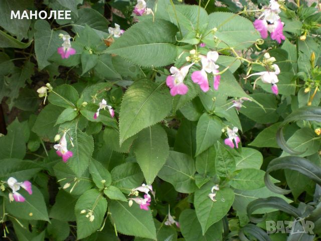 Impatiens balfourii, снимка 1 - Градински цветя и растения - 45581304