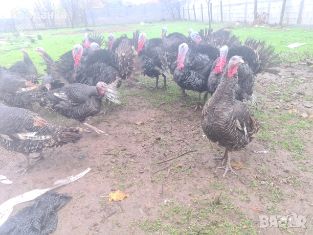 Пуяци, снимка 2 - Кокошки и пуйки - 52596053