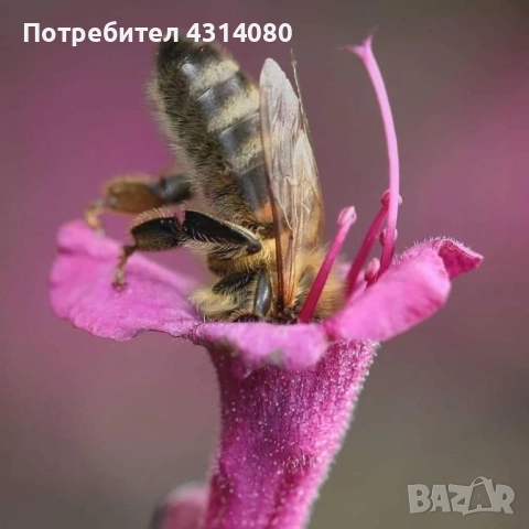 Натурален пчелен мед!!!!, снимка 7 - Пчелни продукти - 51655444