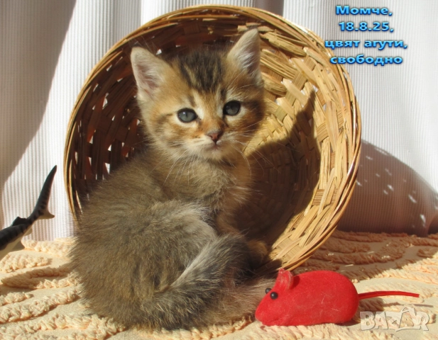 Агути коте, маркирано таби, котка, котарак, момче, котенце