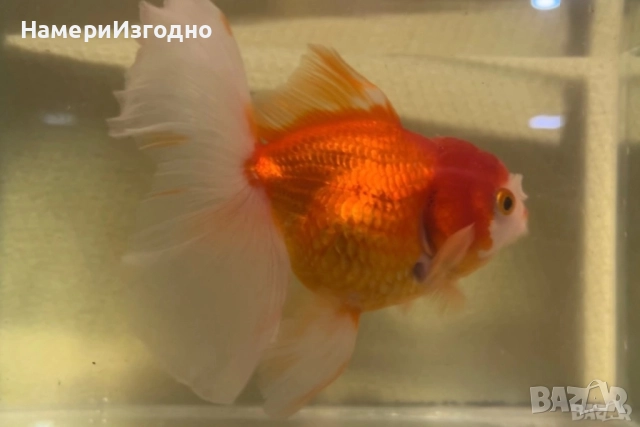 Златна Оранда, снимка 2 - Рибки - 52899052