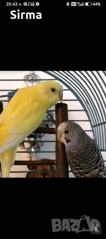 Вълнисти папагали с клетка, хранилка, поилка и играчки, снимка 2 - Папагали - 53307161