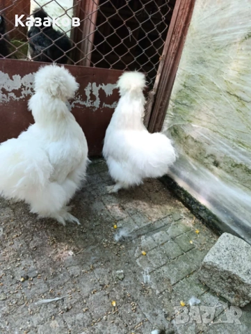 Продавам чифтове копринки