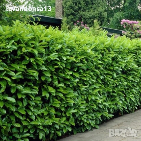 Лавровишна – Вечнозелен Храст за Жив Плет | В Контейнери
