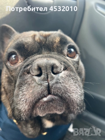 Търся женска за разплод , снимка 3 - Френски булдог - 54184906