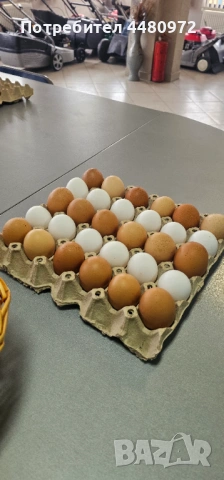 Продавам домашни яйца от различни породи кокошки, снимка 2 - Домашни продукти - 54283959