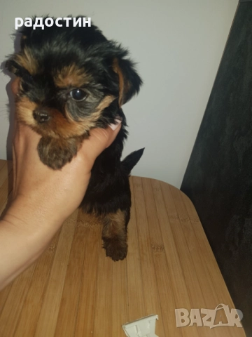 Йоркита момченца и момиченце