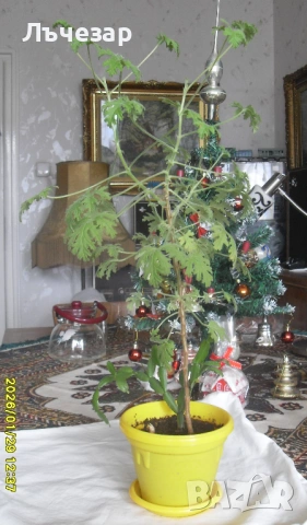 Продавам цвете "ИНДРИШЕ", снимка 3 - Стайни растения - 53269325