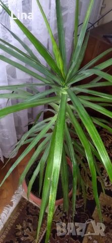 Палма , снимка 6 - Стайни растения - 46008115