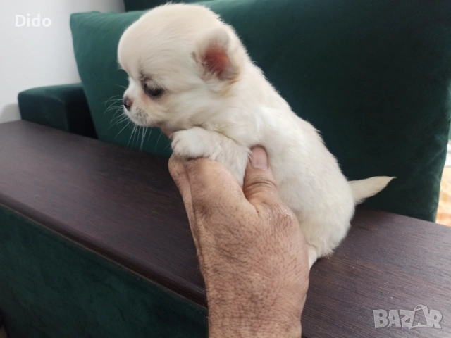 Продавам мъжки и женски чихуахуа , снимка 9 - Чихуахуа - 53564809