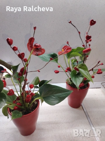 Цвете за Свети Валентин , снимка 3 - Градински цветя и растения - 53394442