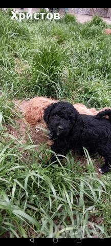 мини пудел бебета , снимка 2 - Пудели - 54294773