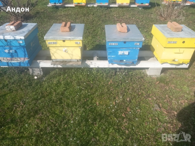 презимували пчелни отводки / семейства ЛР, снимка 7 - Други животни - 53406337