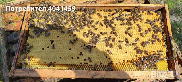 Малки пчелни семейства , снимка 2 - Други животни - 44923539